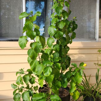 Double Apricot Hibiscus plant in Tampa, Florida