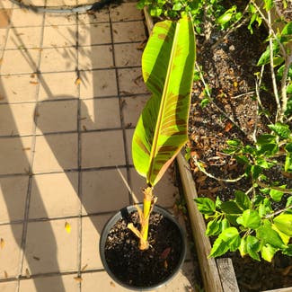 Banana plant in Tampa, Florida