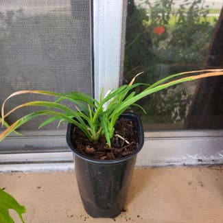 Small Daylily plant in Tampa, Florida