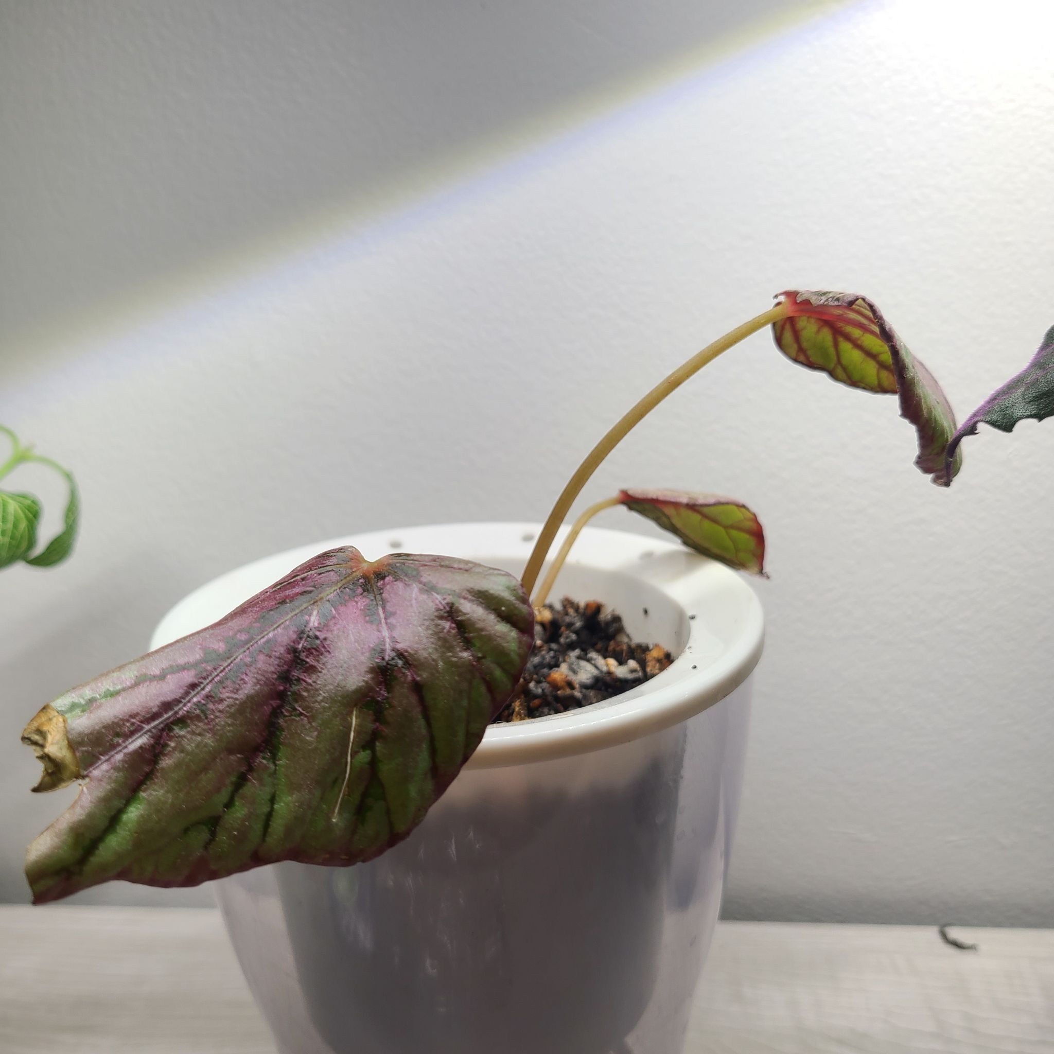 Photo of the plant species begonia rex by @Jenniblayke named Tupot amaroot on Greg, the plant care app
