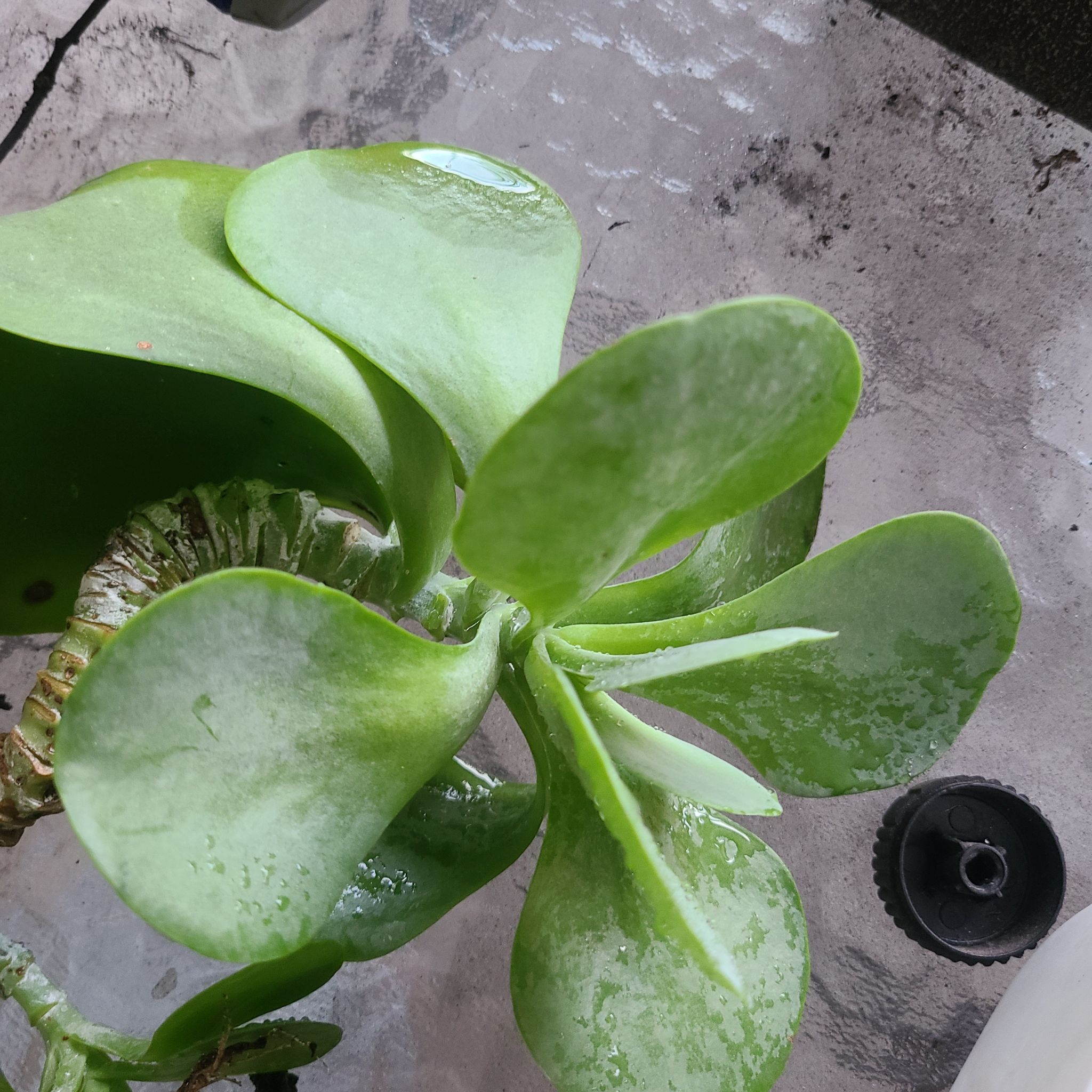 Photo of the plant species Common Kalanchoe by @Jenniblayke named Cho on Greg, the plant care app