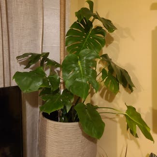 Monstera plant in Tampa, Florida