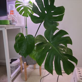 Monstera plant in Tampa, Florida