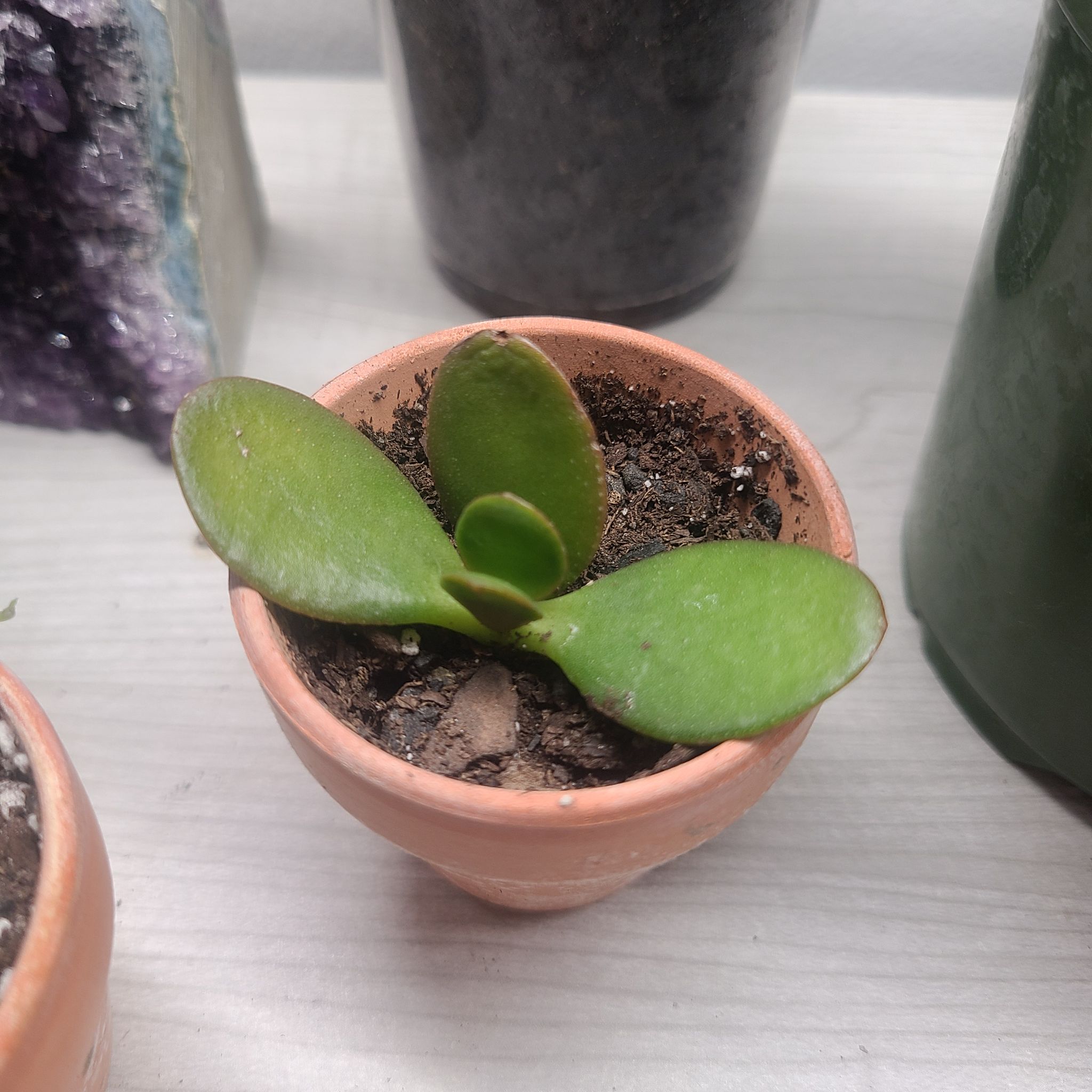 A small potted Golden Jade plant with thick, green leaves and visible soil.
