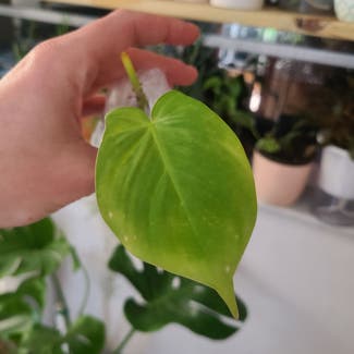 Heartleaf Philodendron plant in Tampa, Florida