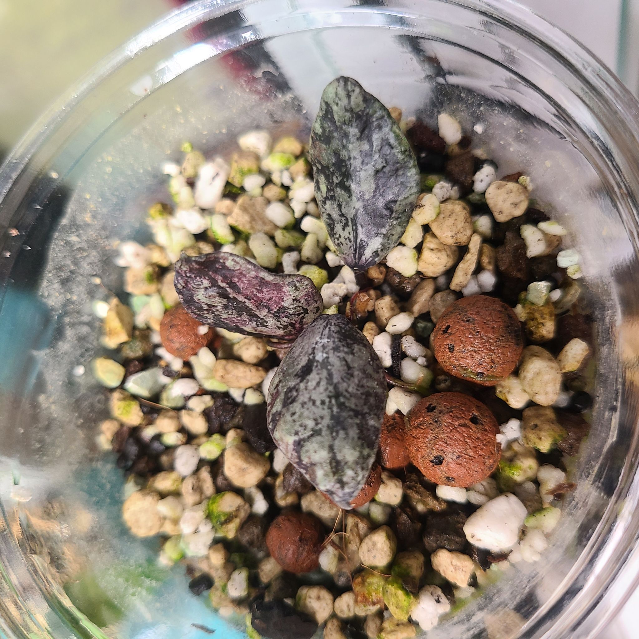Hoya krohniana black plant in a glass container with visible soil and substrates.