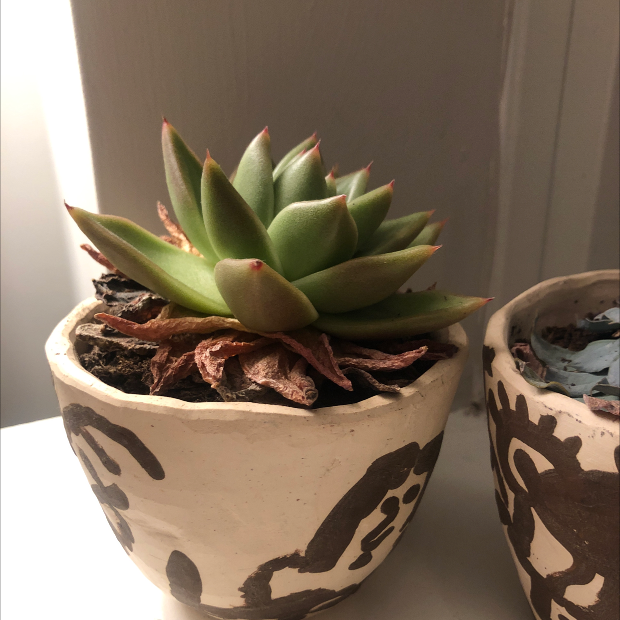 Why Are There Brown Spots on My Lipstick Echeveria Leaves?