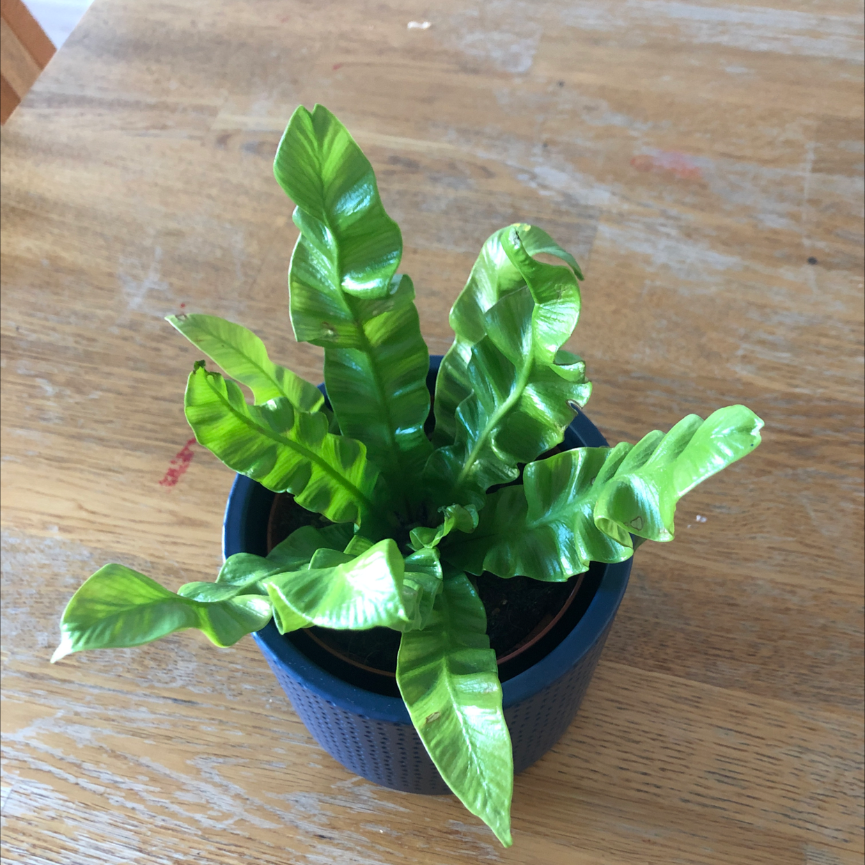 Healthy Bird's Nest Fern with lush, wavy green leaves in a rosette pattern, in a black plastic pot on a wooden surface.