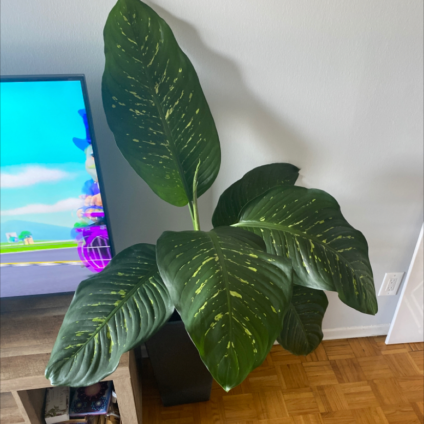 Dieffenbachia plant photo by @GoddessGeli named Mo’ on Greg, the plant care app.