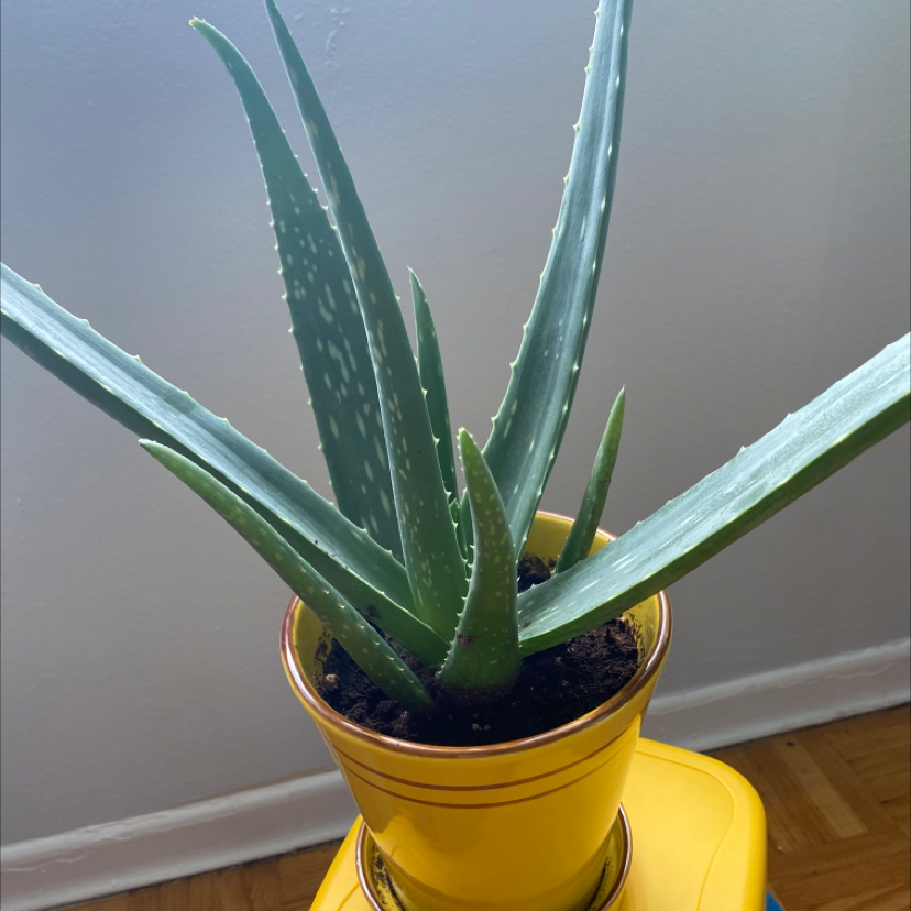 Aloe vera plant photo by @GoddessGeli named Cee on Greg, the plant care app.