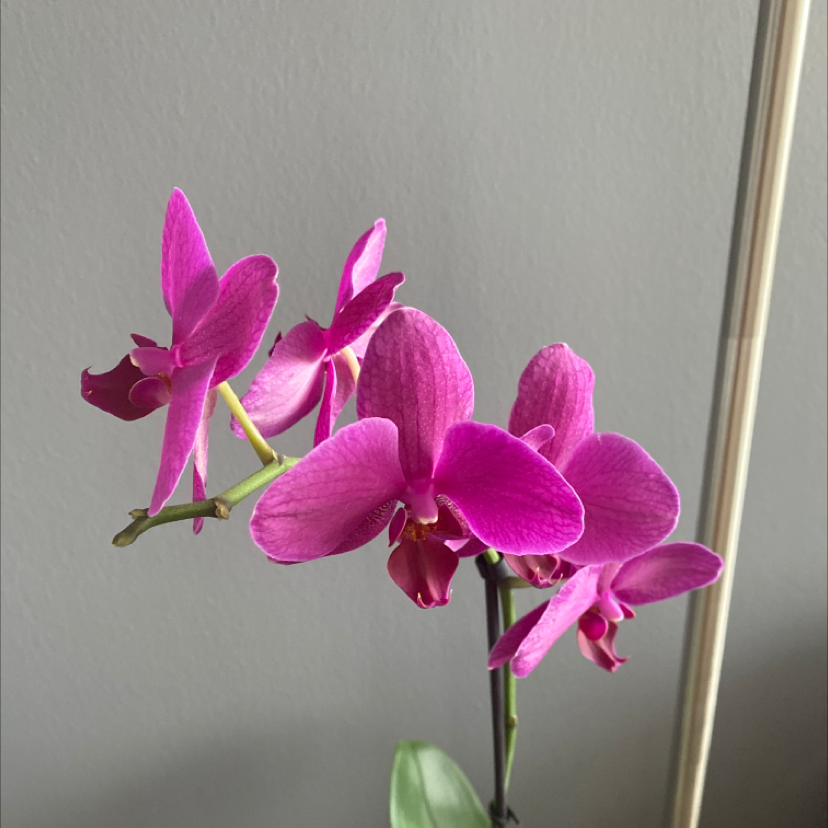 Phalaenopsis Orchid plant photo by @GoddessGeli named Yhentl on Greg, the plant care app.