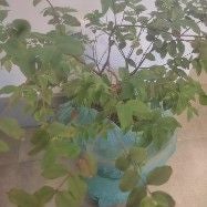 Plant care for Lannea tibatensis on Greg, the plant care app