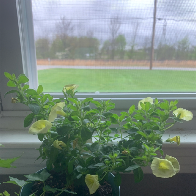 Photo of the plant species Superbells Yellow Chiffon Calibrachoa by @Parkertheplantmom named Bella (superbells) on Greg, the plant care app