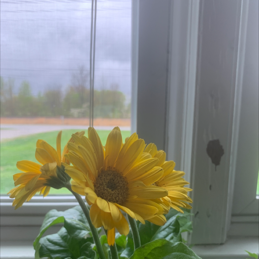 Gerbera plant with yellow flowers near a window, leaves appear healthy.