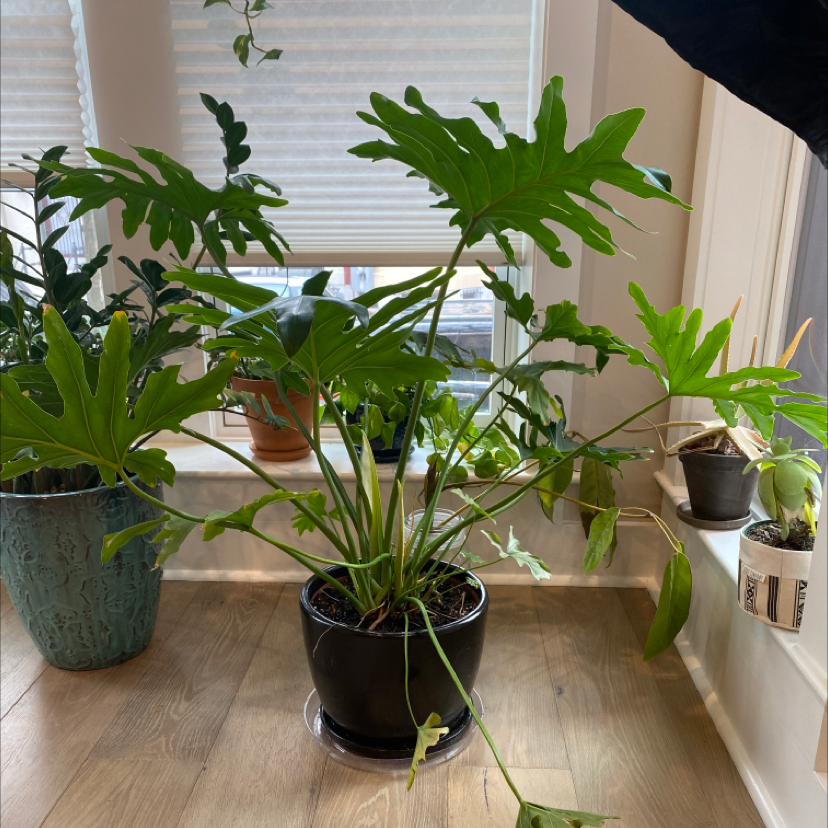 Split Leaf Philodendron plant photo by @AshleyLH named Elaine on Greg, the plant care app.