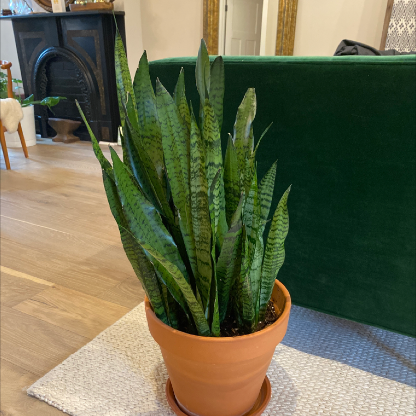 Snake Plant plant photo by @AshleyLH named Daphne on Greg, the plant care app.