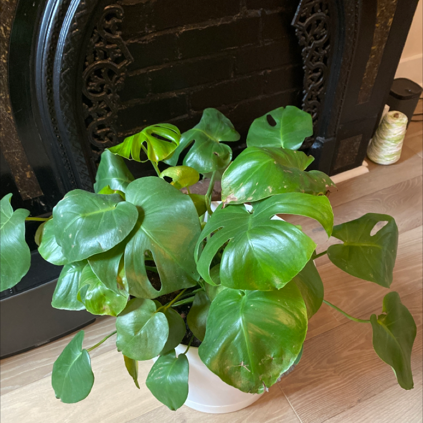 Monstera plant photo by @AshleyLH named Mona on Greg, the plant care app.
