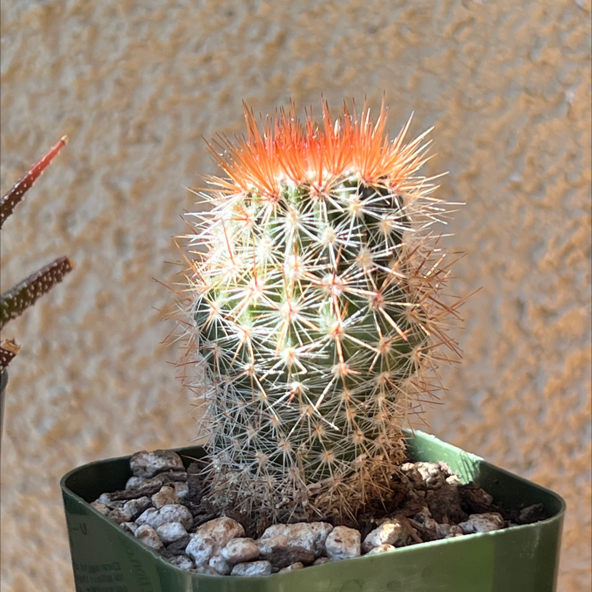 Correll's Hedgehog Cactus with orange spines at the top, potted in a container with visible soil and pebbles.