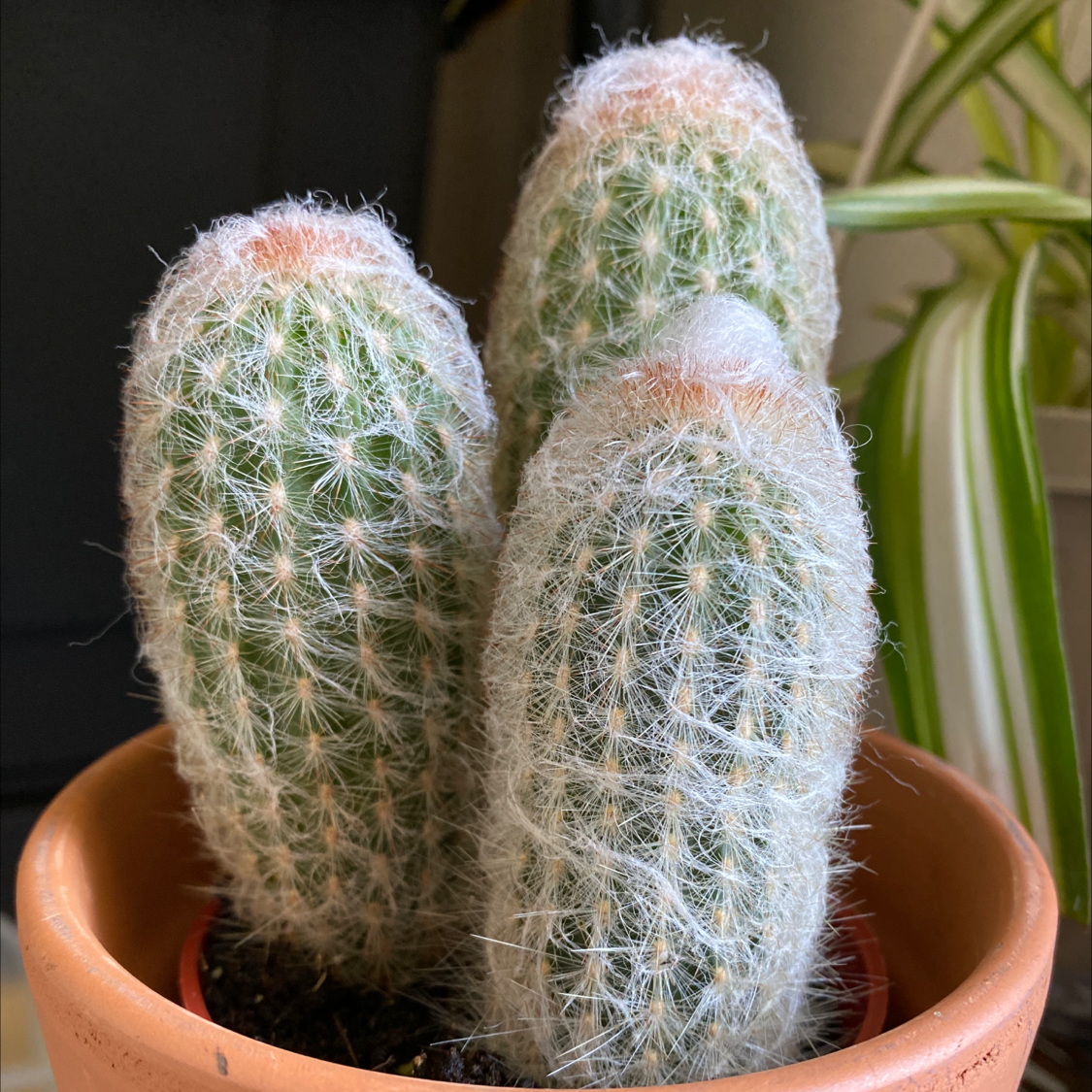 Photo of the plant species Old Man Cactus by @Naevon named Grumpy old men on Greg, the plant care app