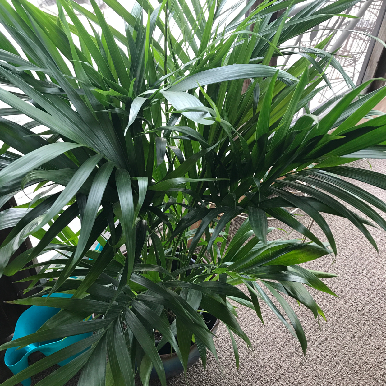 A lush, healthy cat palm plant with vibrant green fronds, well-framed in a clear photo.