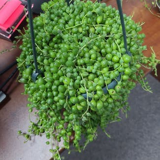String of Pearls plant in Oxford, Alabama