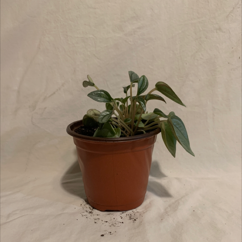 Potted Emerald Ripple Peperomia plant in a brown pot with visible soil.