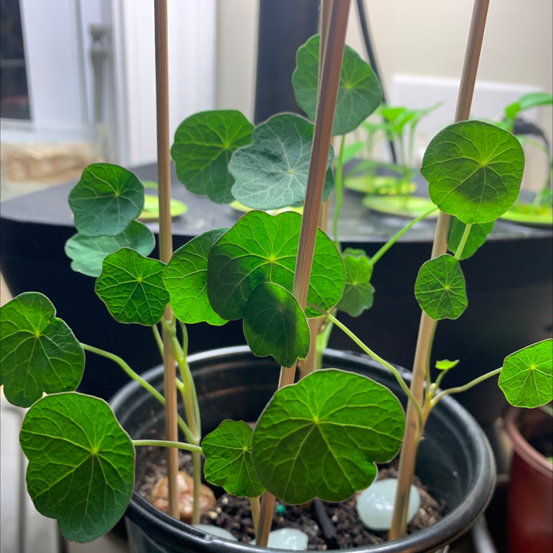 Garden Nasturtium plant in a pot with healthy green leaves.