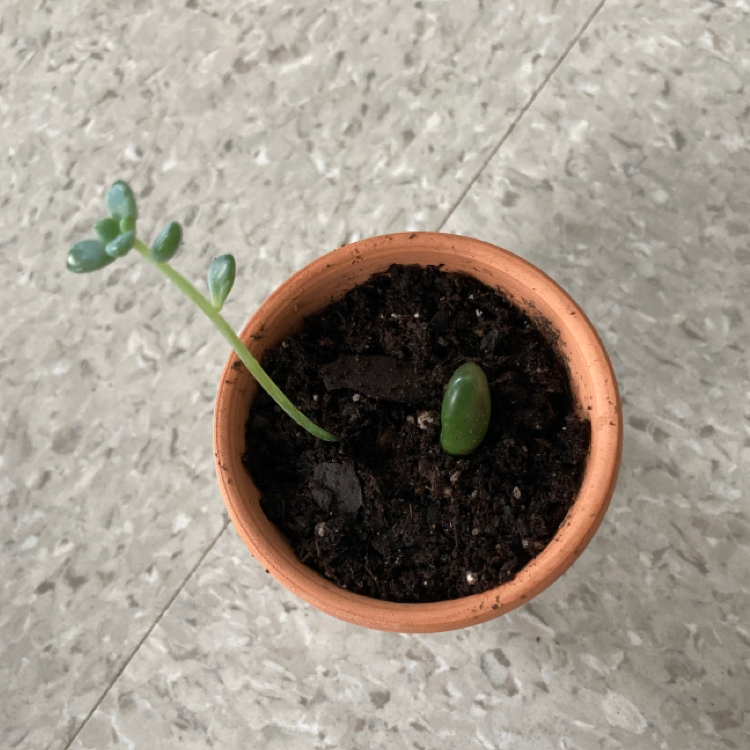 Photo of the plant species Belle Blue by @acampbell29 named Elina on Greg, the plant care app