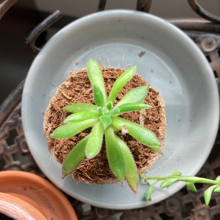 Photo of the plant species Echeveria 'Arrow Setosa' by @acampbell29 named Austen on Greg, the plant care app