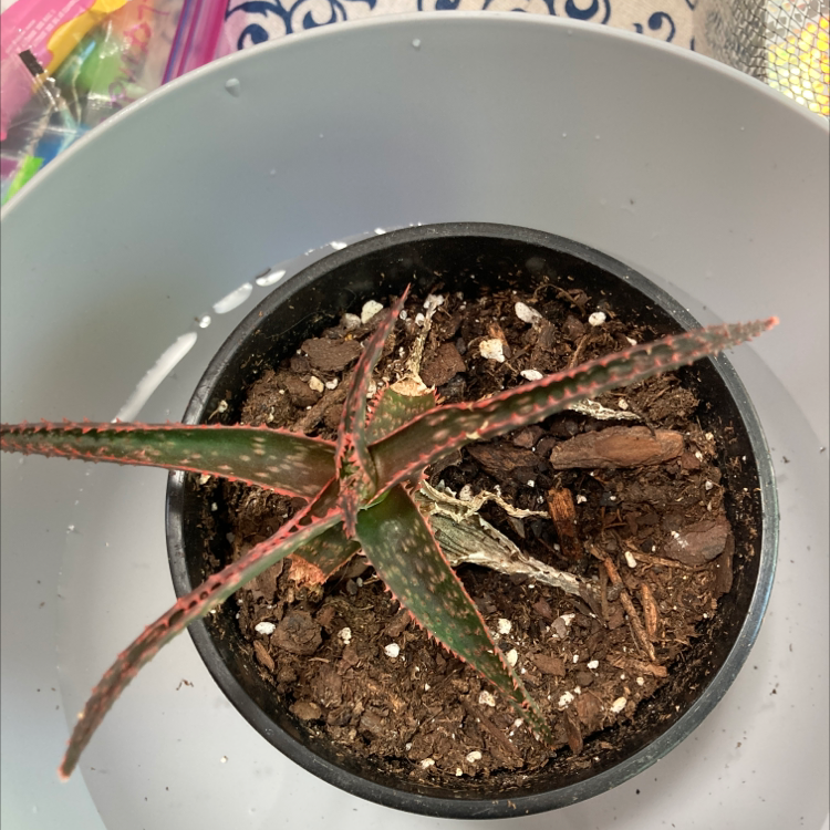 Broad-Leaved Aloe plant in a pot with visible soil and some dried leaves.