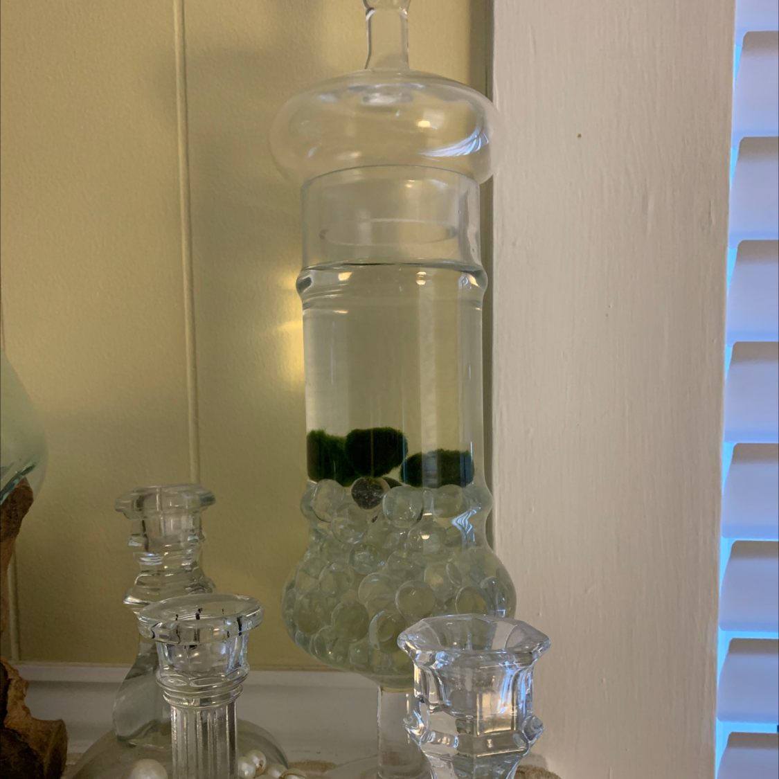 Glass container with water and several healthy green Marimo moss balls submerged inside.
