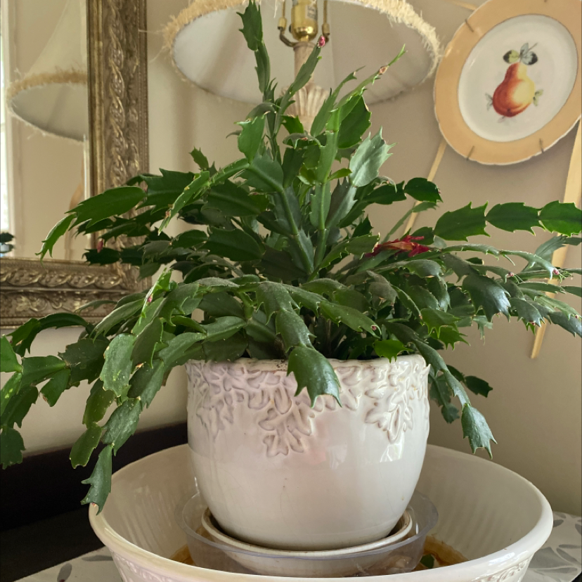 Potted plant with segmented green leaves in a decorative pot on a dish.