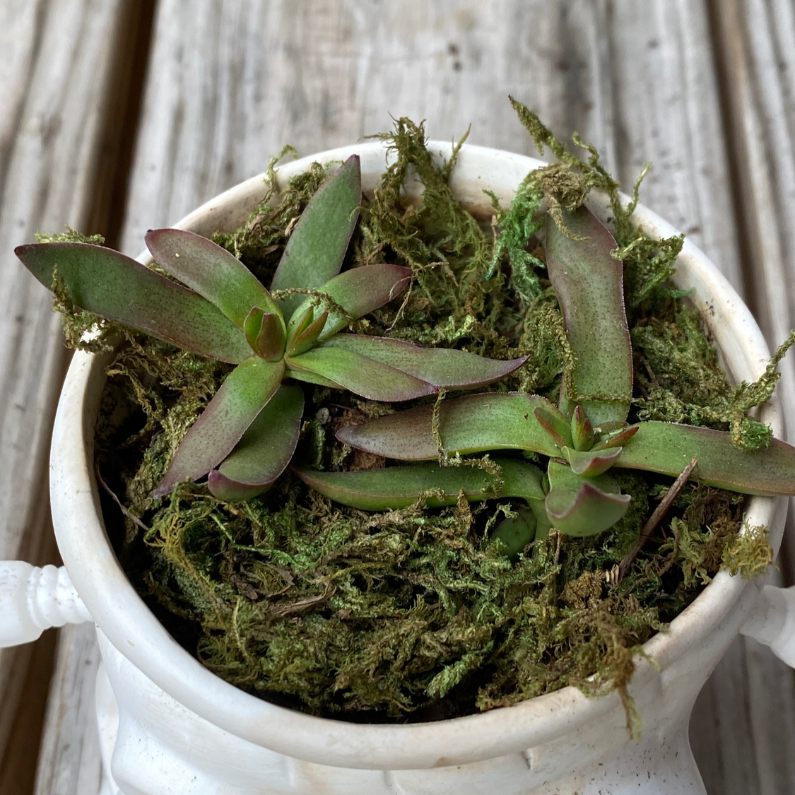 Potted Red Pagoda plant with green leaves and reddish edges in a white pot with moss.