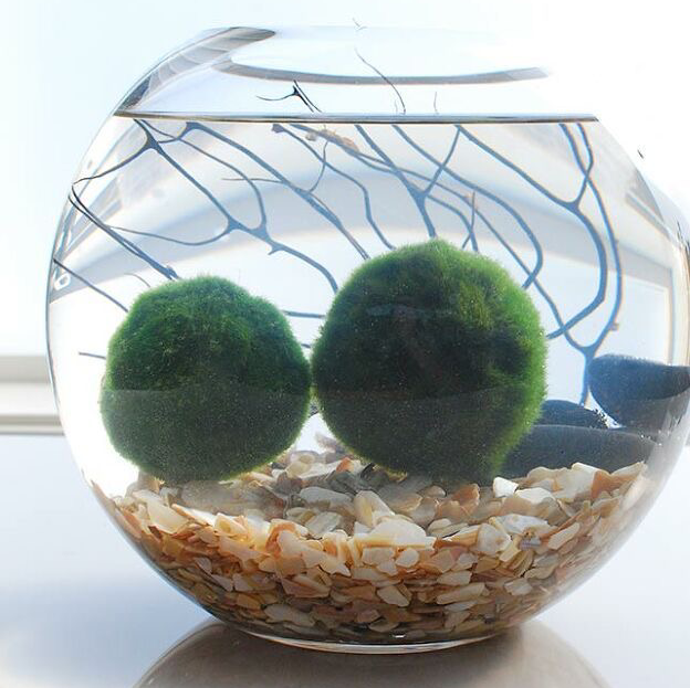 Photo of the plant species Marimo by @MamaG named Mossy on Greg, the plant care app