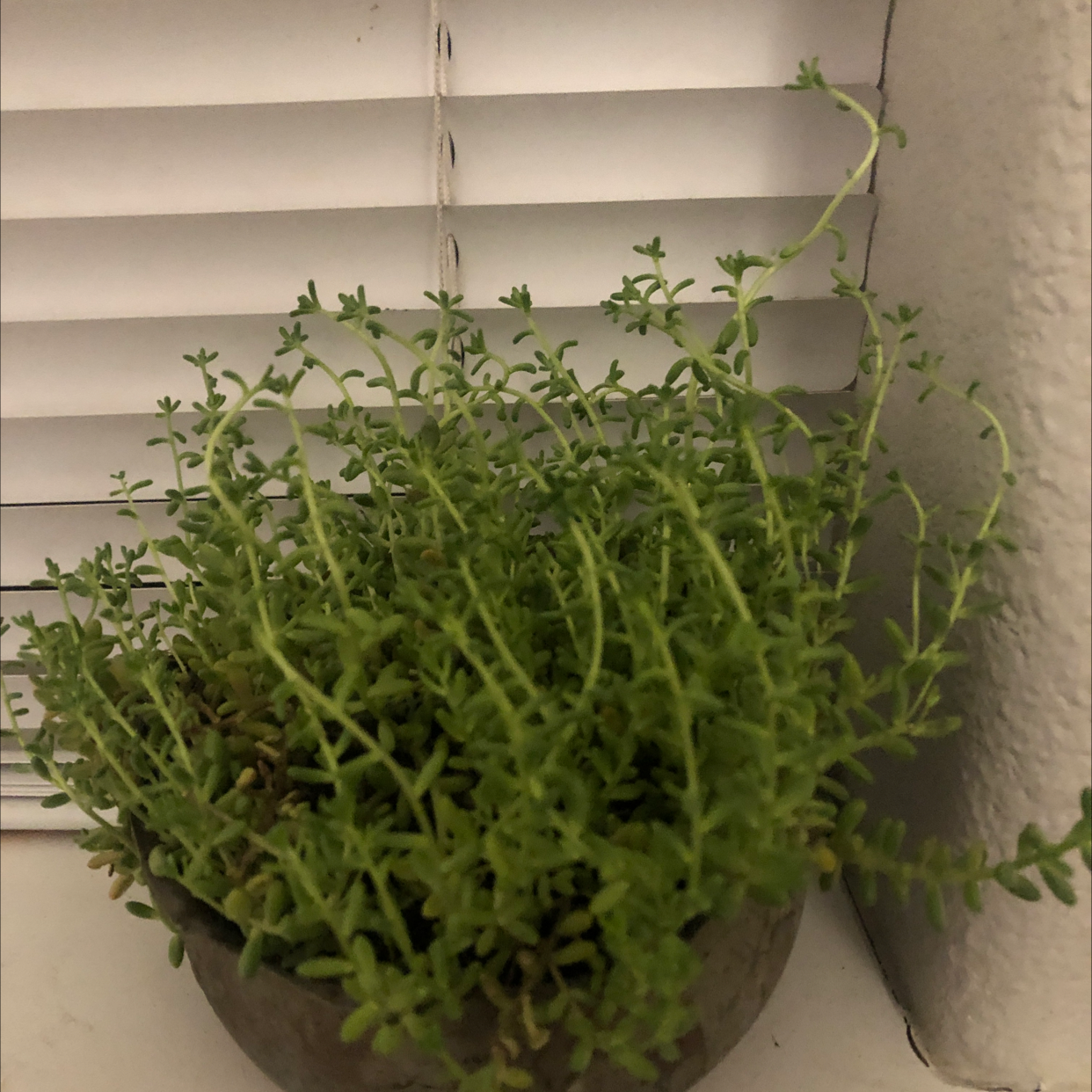 Healthy potted thyme plant with bright green, dense foliage growing indoors on a windowsill.