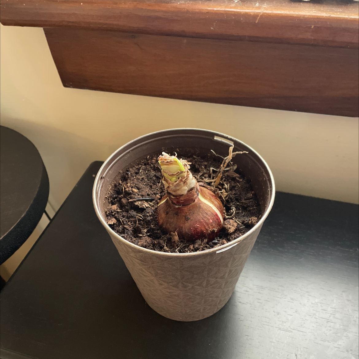 Potted Barbosa Lily bulb in soil, no visible leaves or flowers.