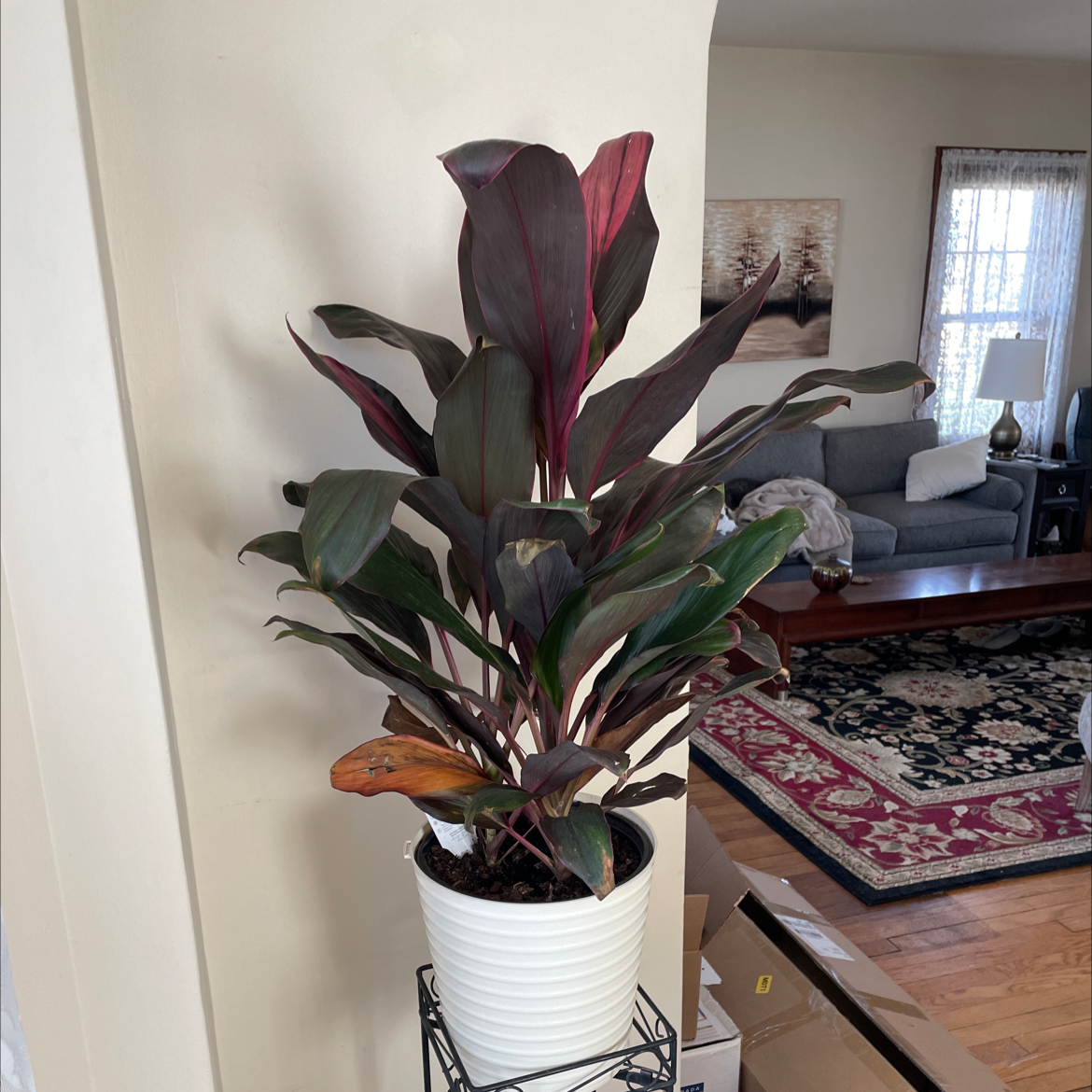 Healthy burgundy Ti Plant with glossy spear-shaped leaves in a white ceramic pot, sitting on a hardwood floor.