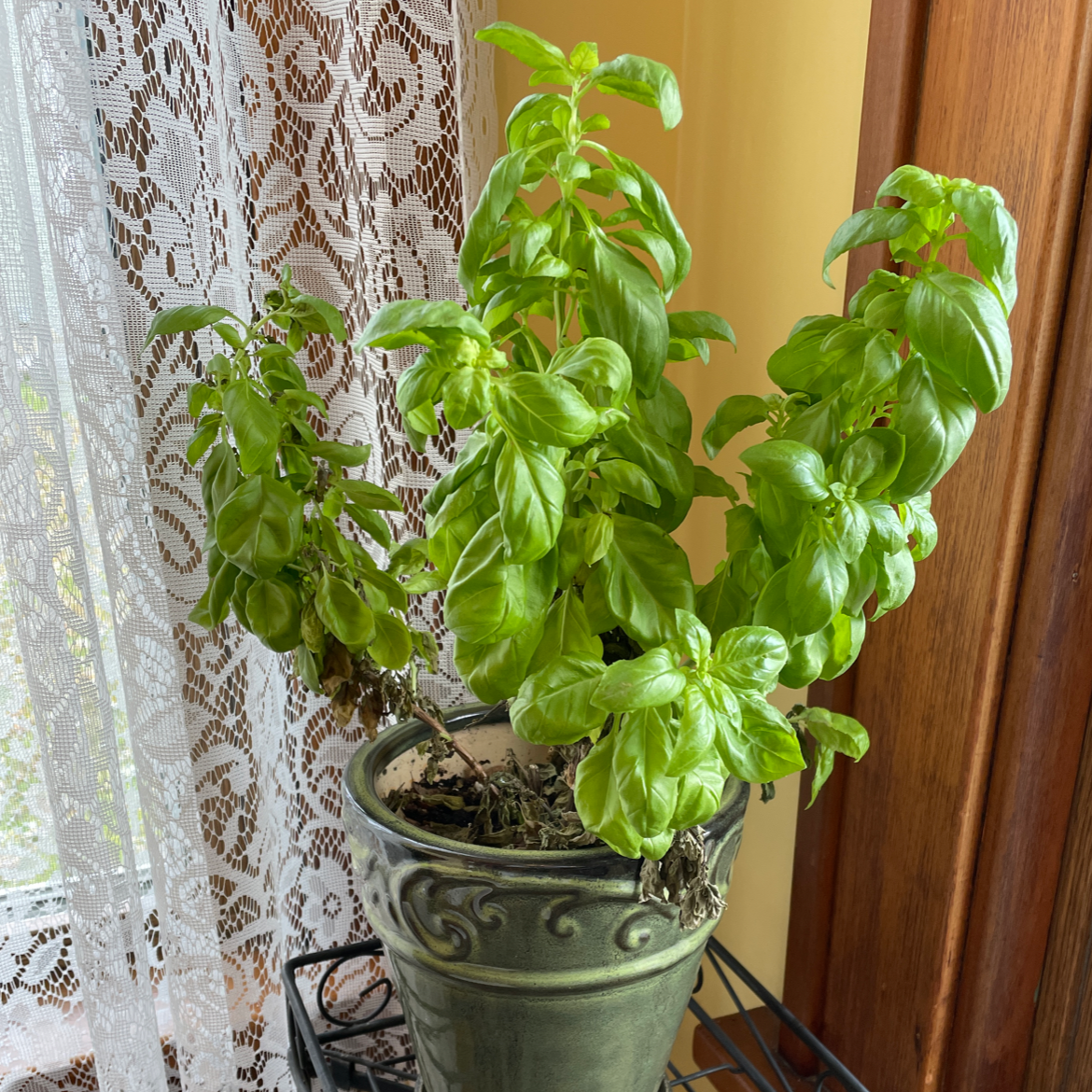 Why Are My Thai Basil Leaves Curling?