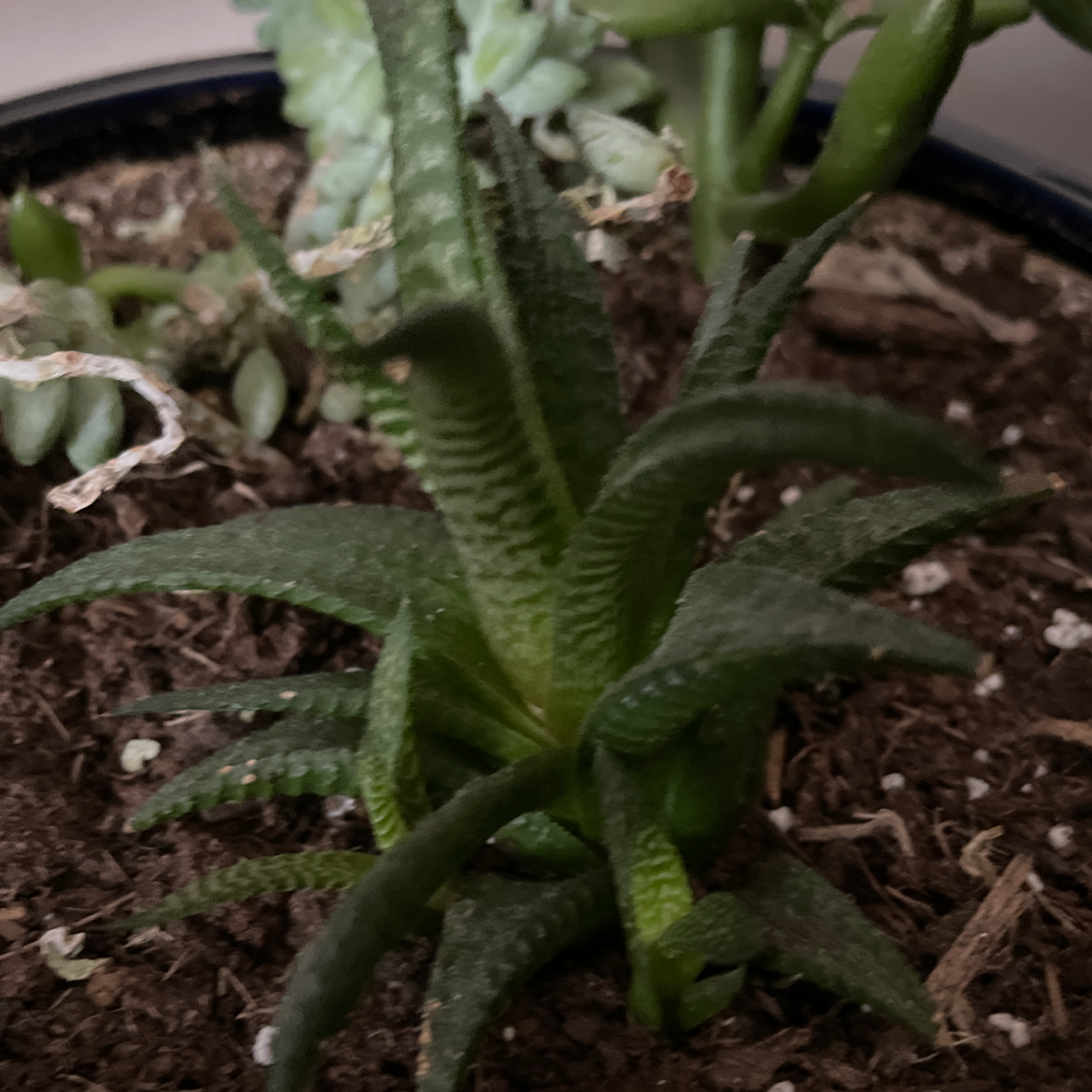 Photo of the plant species Bredasdorp Gasteria by @lguenther210 named Ed on Greg, the plant care app