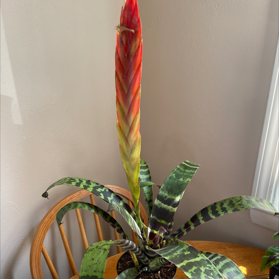 Photo of the plant species Flaming Sword Bromeliad by @lguenther210 named Kesha on Greg, the plant care app