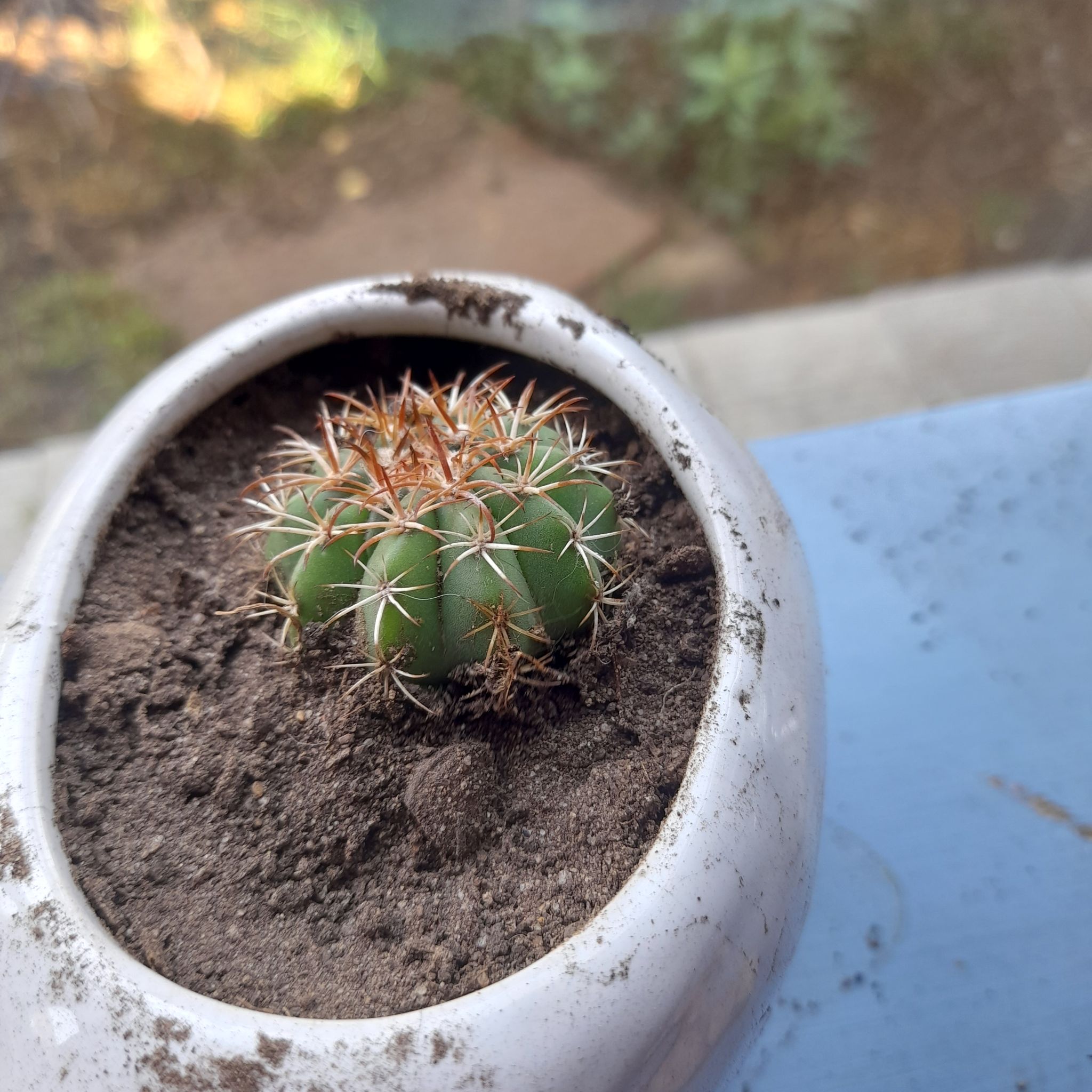 Small Devil's Tongue Barrel Cactus in a white pot with visible soil.