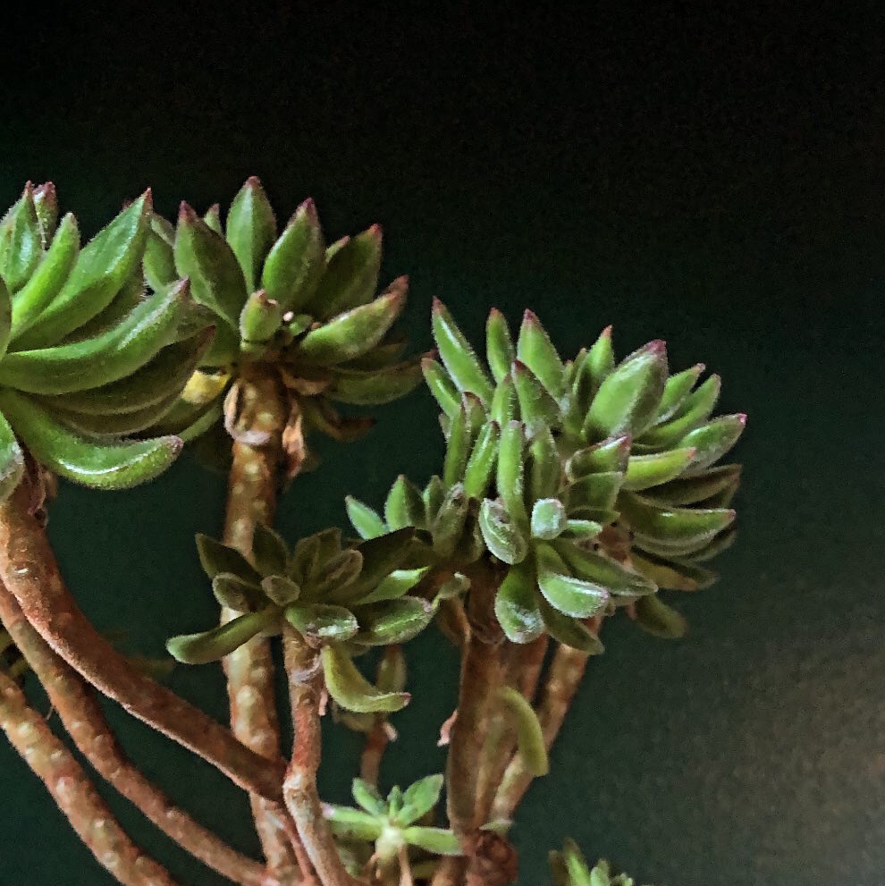 Photo of the plant species Echeveria Spruce Oliver by Erin named Your plant on Greg, the plant care app