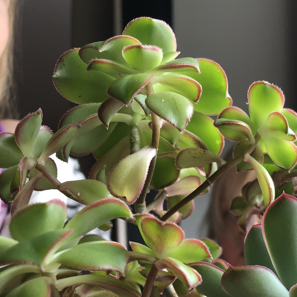 Kiwi Aeonium plant with green leaves edged in red, appearing healthy.
