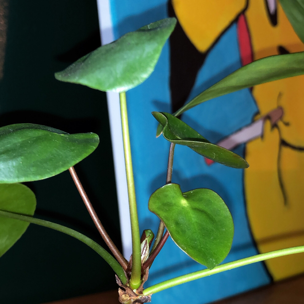Pilea mollis plant with healthy green leaves against a colorful background.