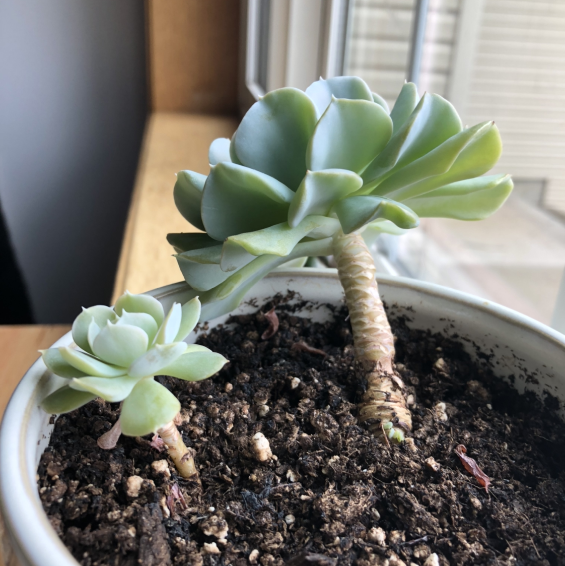 Potted Echeveria 'Topsy Turvy' with two rosettes, visible soil, well-framed and in focus.