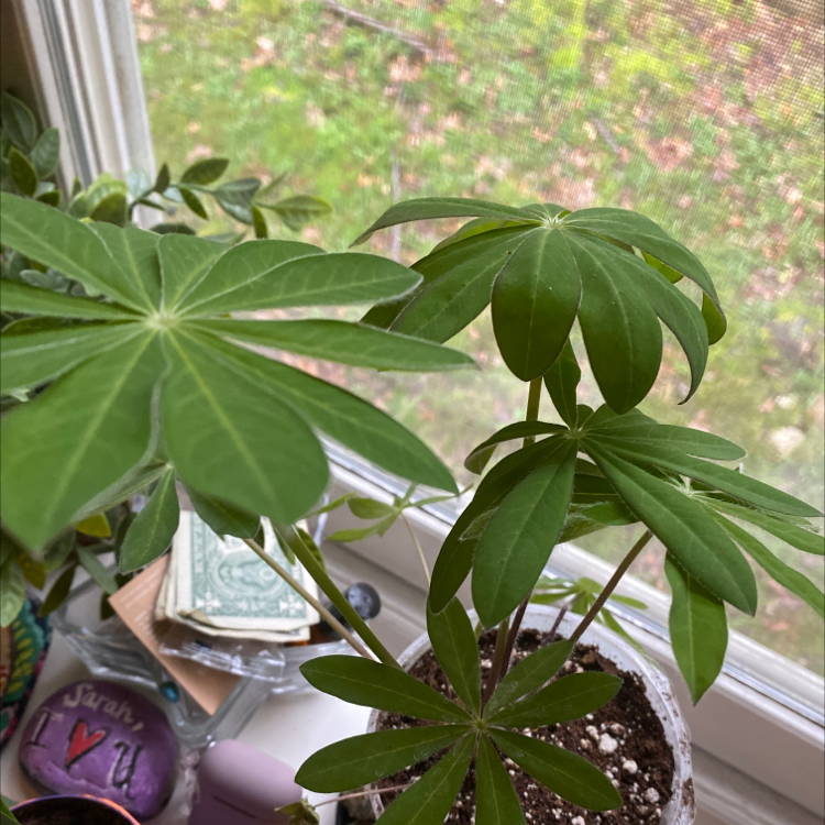 Big-Leaved Lupine plant near a window with visible soil and healthy green leaves.