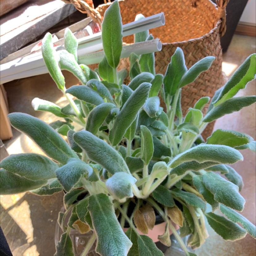 Lamb's Ear plant with soft, fuzzy leaves in a well-lit indoor setting.