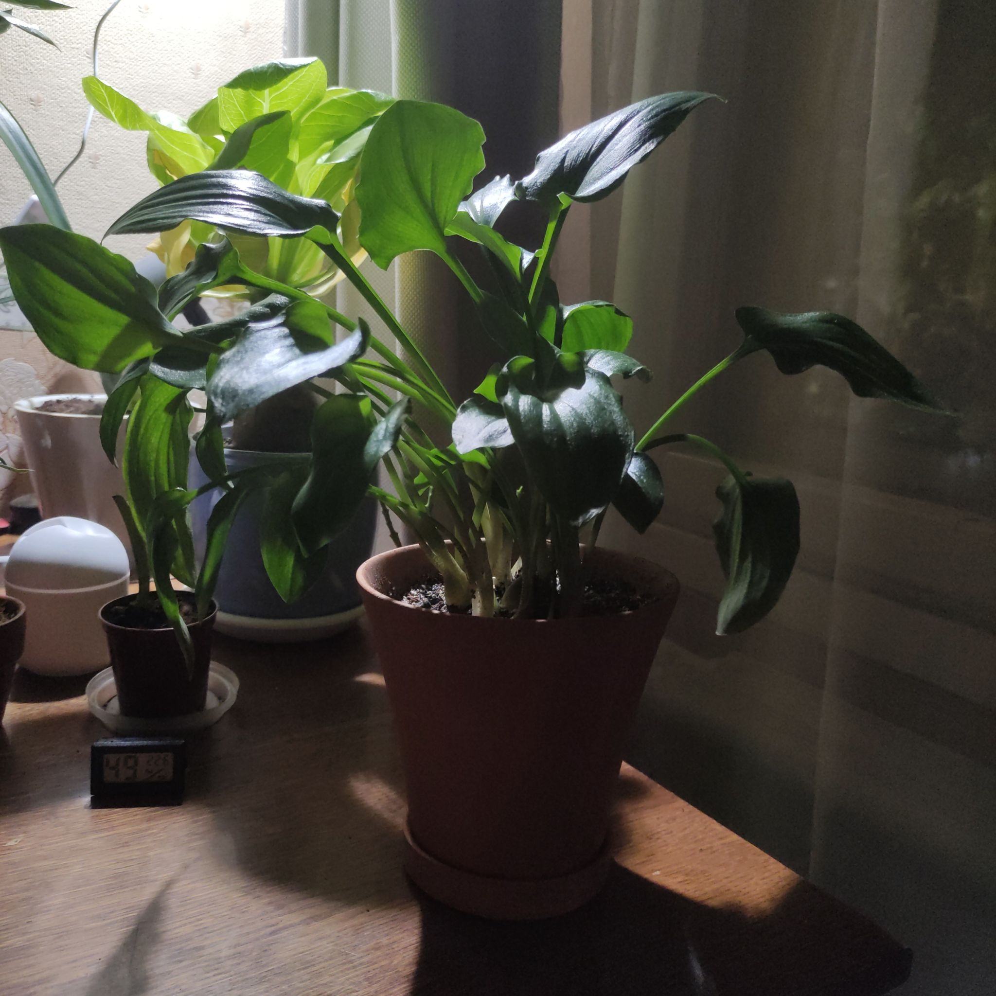 Potted Little White Soldiers plant with healthy green leaves on a table.