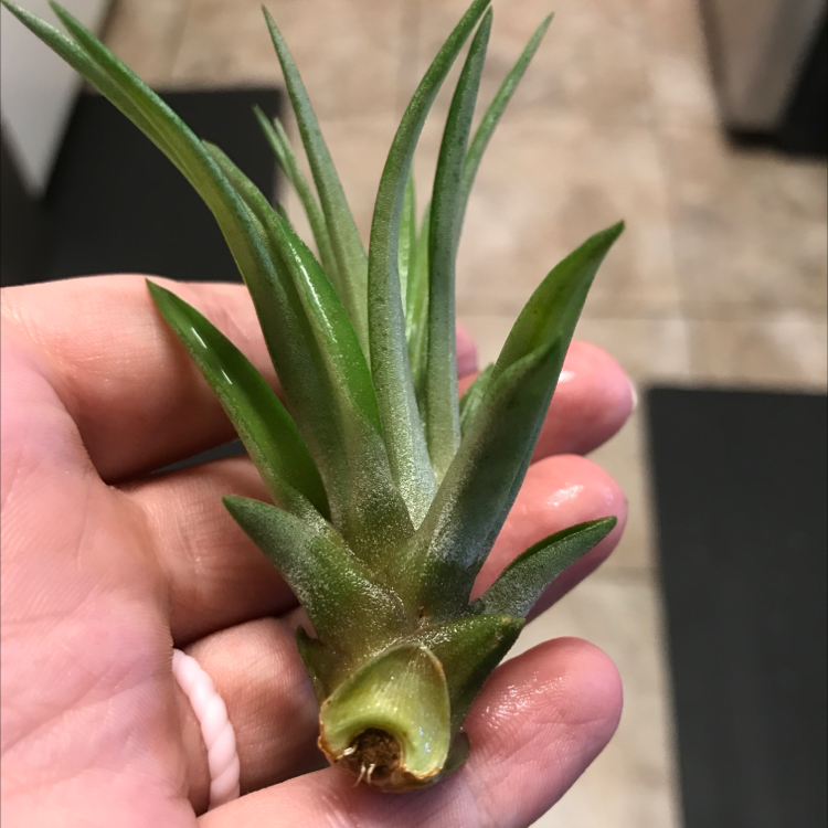 Photo of the plant species Fishbone Air Plant by @Momlife2115 named Hermione on Greg, the plant care app
