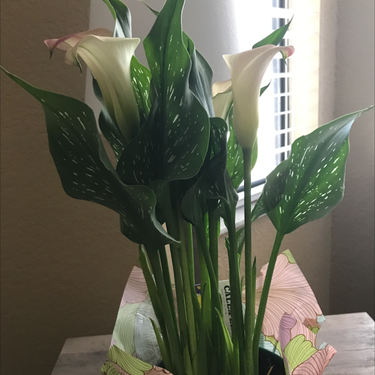 Photo of the plant species Spotted Calla Lily by @Momlife2115 named Calliope on Greg, the plant care app